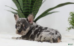 French Bulldog dogs for sale: French Bulldog 5 puppies - Image 5