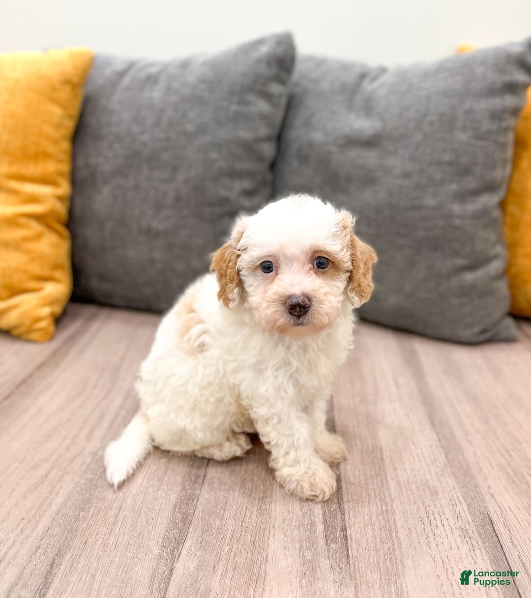Bichpoo dogs for sale: Spot - Image 4