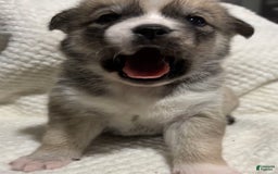 Siberian Husky dogs for sale: J5 - Image 6