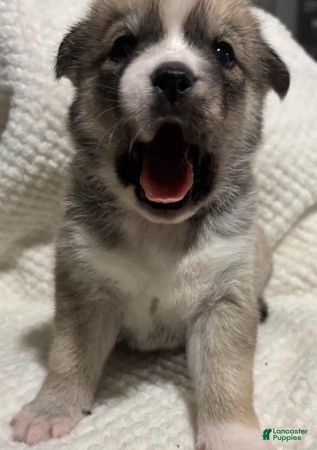 Siberian Husky dogs for sale: J5 - Image 6