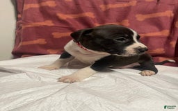 American Bully dogs for sale: Rio - Image 1