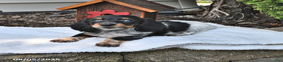 Maggie