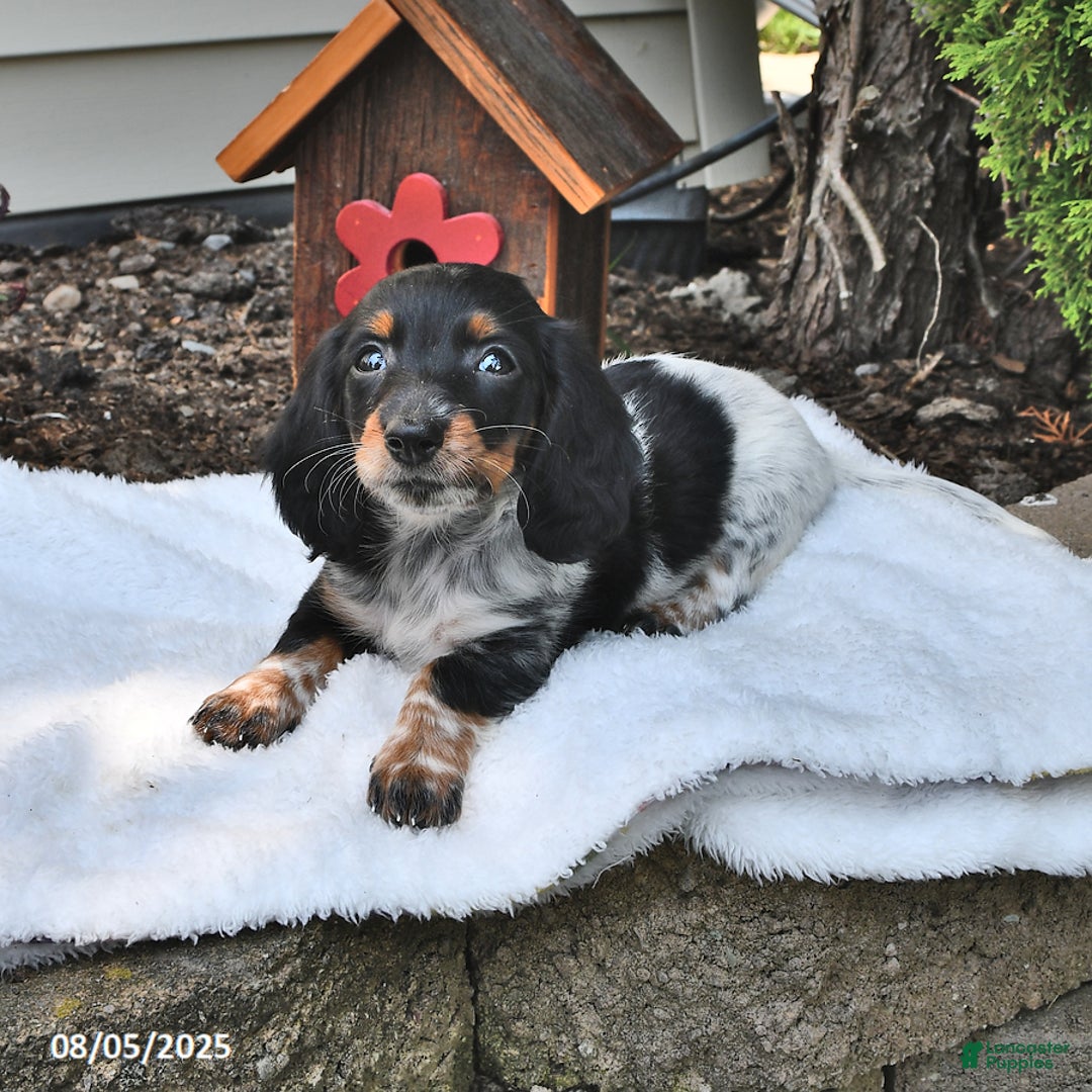 Miniature Dachshund dogs for sale: Maggie - Image 1