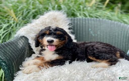 Bernedoodle dogs for sale: Charley - Image 6