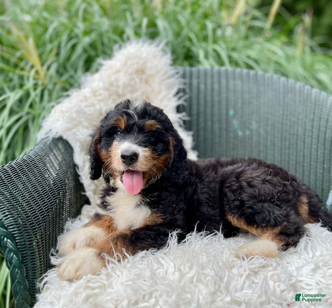 Bernedoodle dogs for sale: Charley - Image 6
