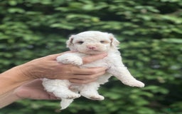 Mini Goldendoodle dogs for sale: Cooper - Image 16