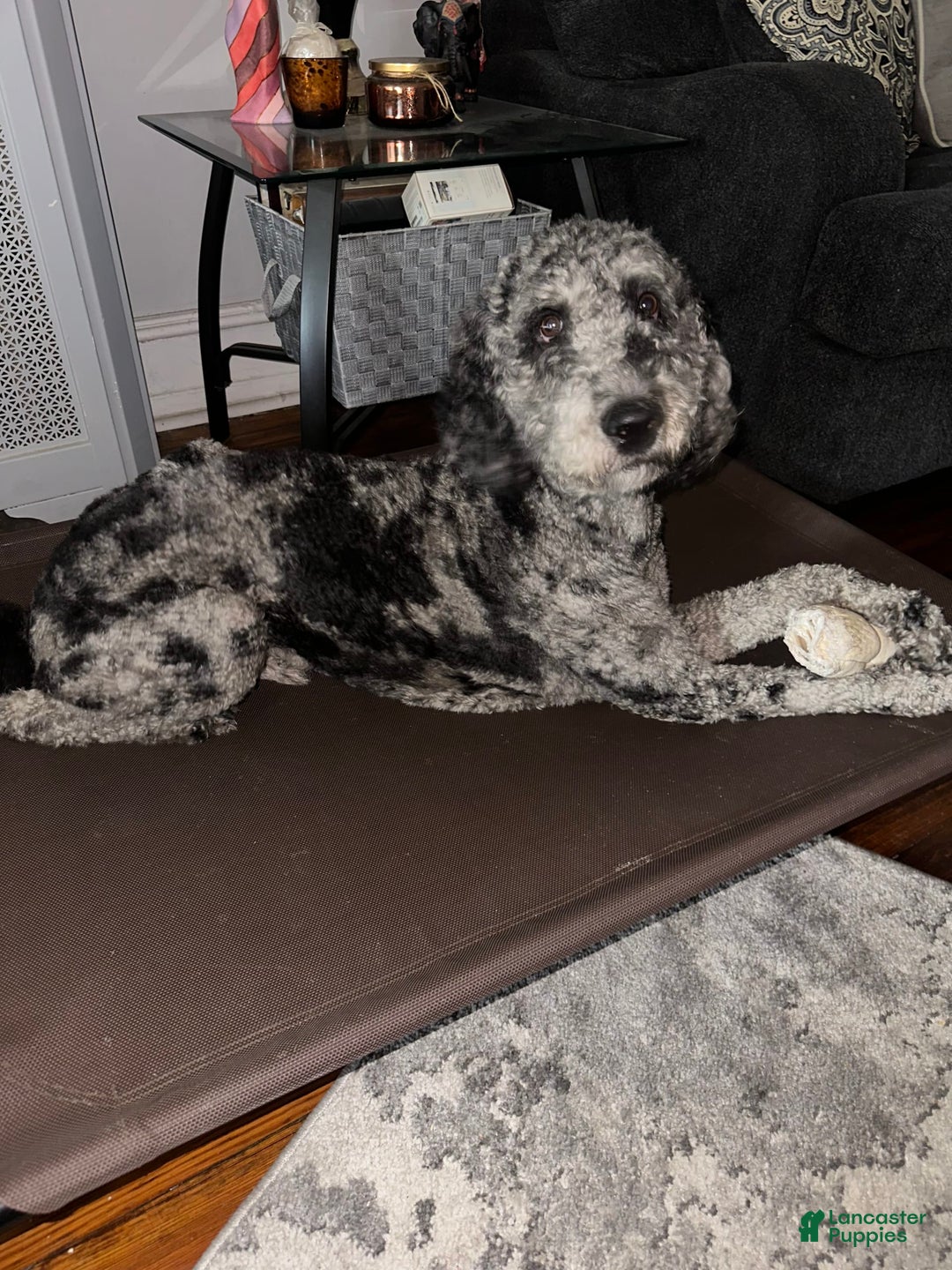 Goldendoodle dogs for sale: Madison - Image 7