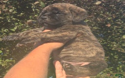 Cane Corso dogs for sale: Dark Blue - Image 1