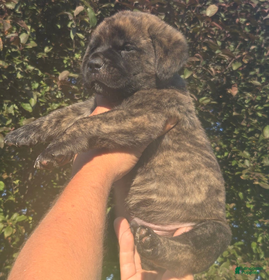 Cane Corso dogs for sale: Dark Blue - Image 1