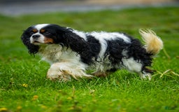 Cavalier King Charles Spaniel dogs for sale: Niki - Image 10