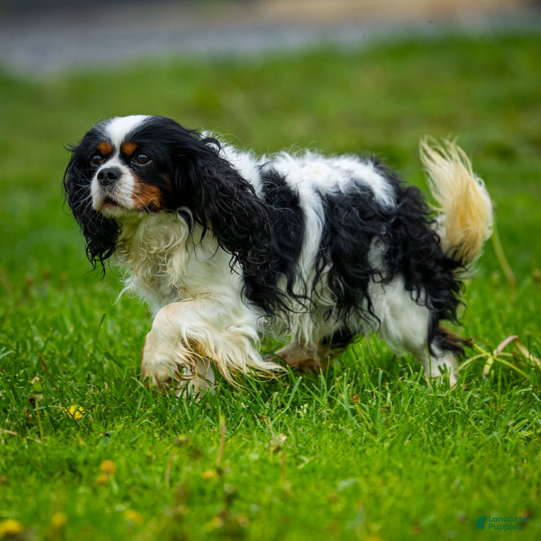 Cavalier King Charles Spaniel dogs for sale: Niki - Image 10