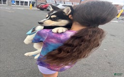 Pomsky dogs for sale: Coco - Image 1