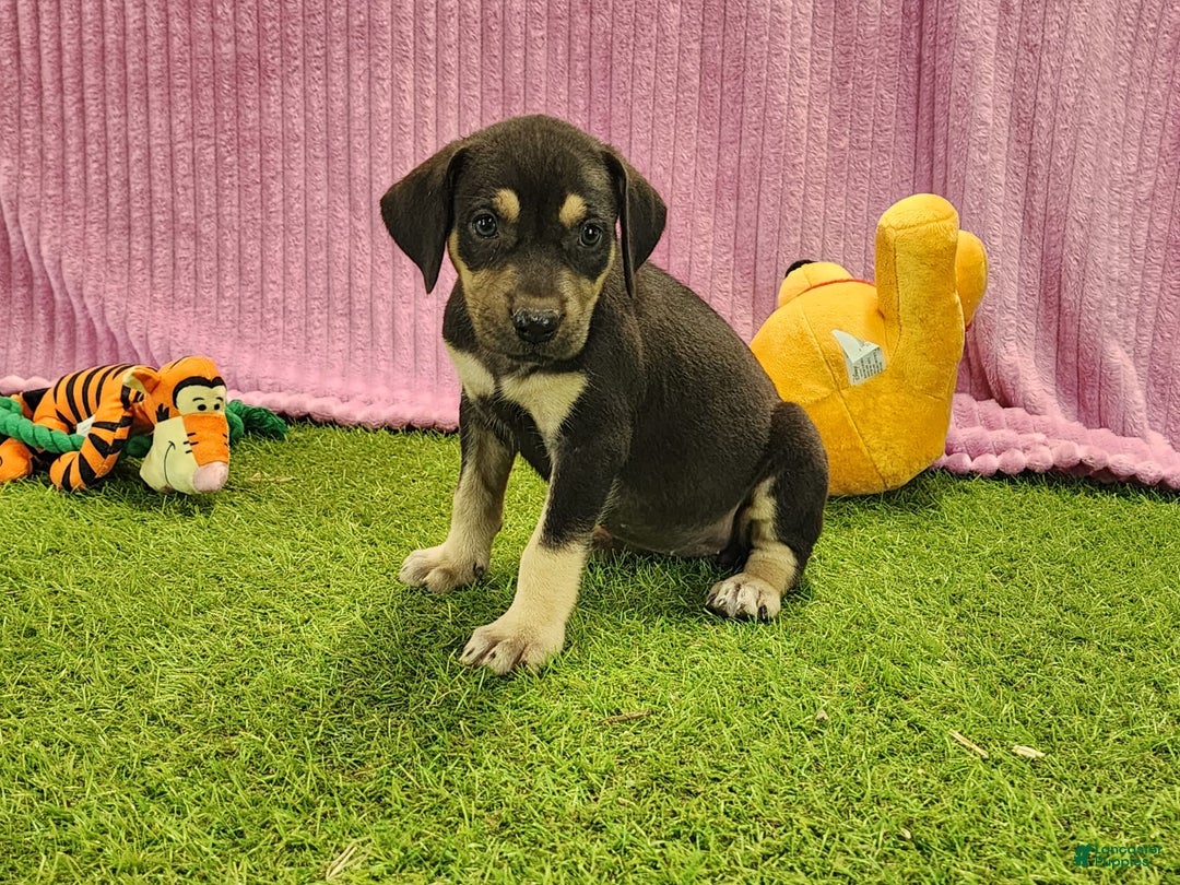 Catahoula Leopard Dog dogs for sale: Tess 2025 Female 6 - Image 11