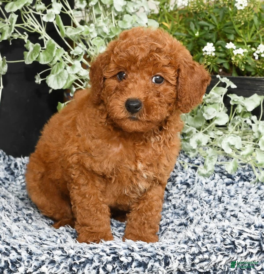 Miniature Poodle dogs for sale: Romeo - Image 7
