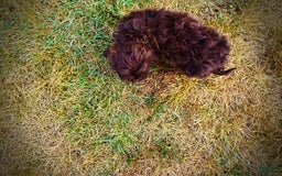 Havapoo dogs for sale: Havapoo 7 puppies - Image 7