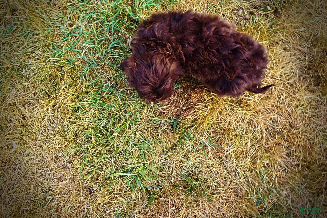 Havapoo dogs for sale: Havapoo 7 puppies - Image 7