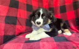 Miniature Australian Shepherd dogs for sale: Meatball - Image 7