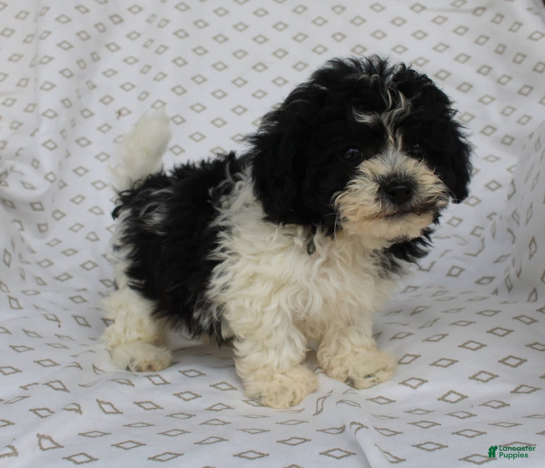 Shihpoo dogs for sale: Super - Image 1