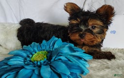 Yorkshire Terrier dogs for sale: Gerri - Image 14