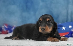 Miniature Dachshund dogs for sale: Black and tan Russian - Image 8