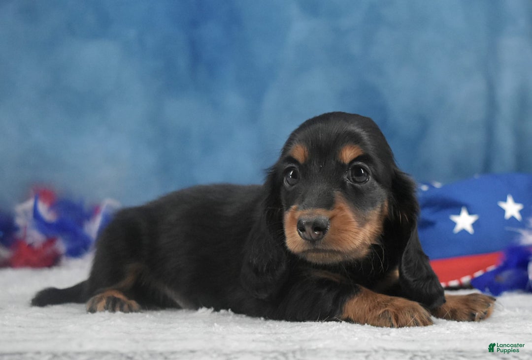 Miniature Dachshund dogs for sale: Black and tan Russian - Image 8