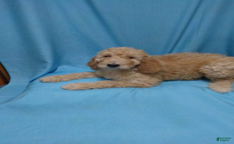 Goldendoodle dogs for sale - Ad 3