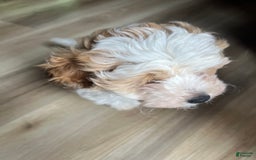 Miniature Poodle dogs for sale: May - Image 17