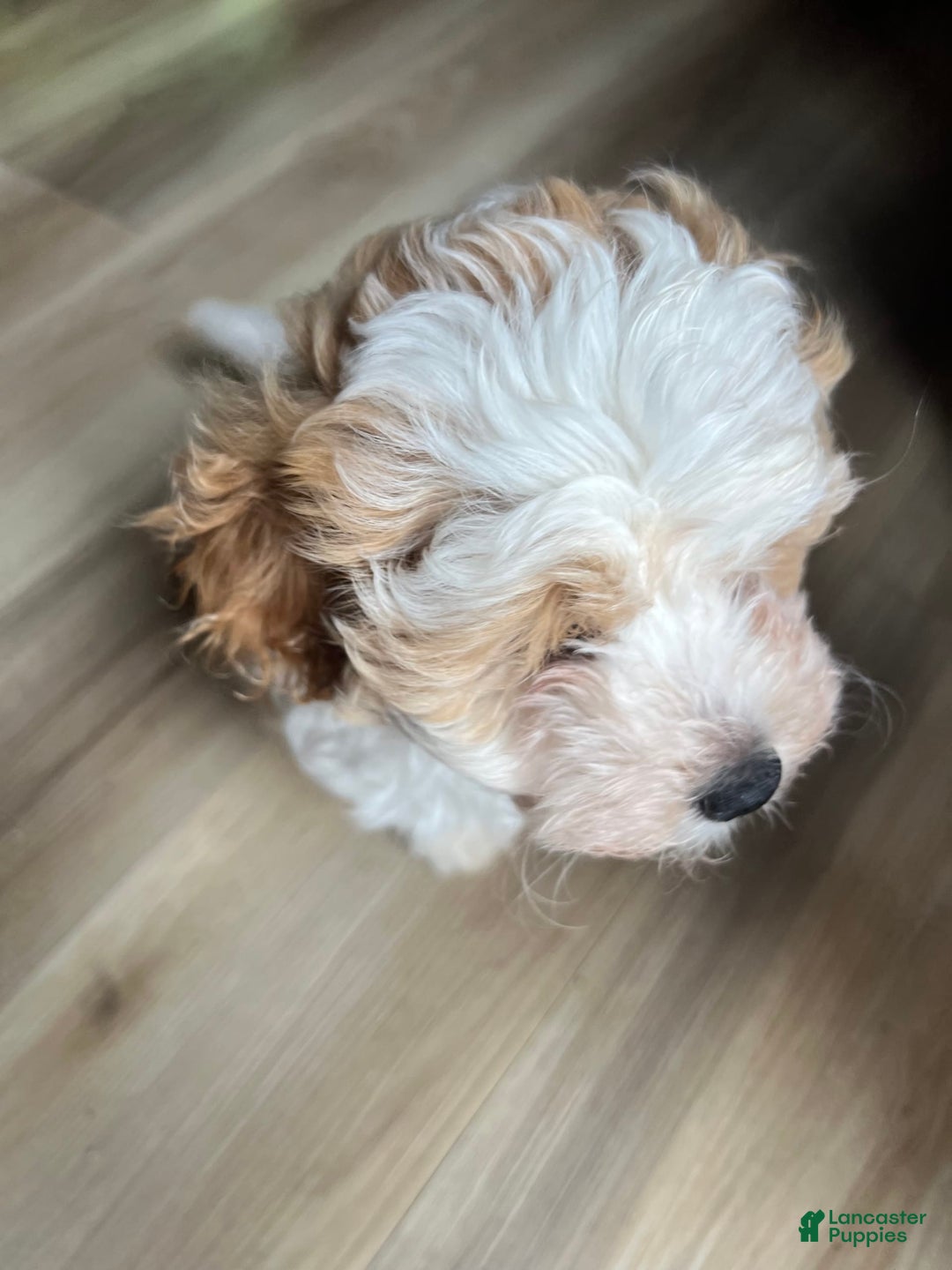 Miniature Poodle dogs for sale: May - Image 17