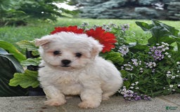 Havanese dogs for sale: Casper - Image 3