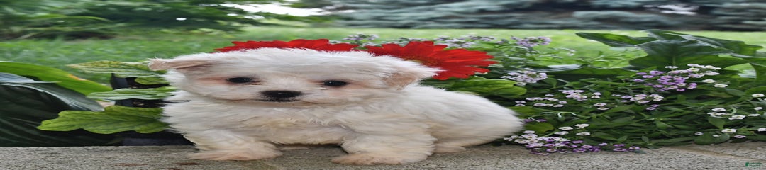 Casper