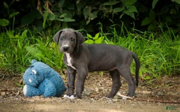 Great Dane dogs for sale: Lucy - Image 4