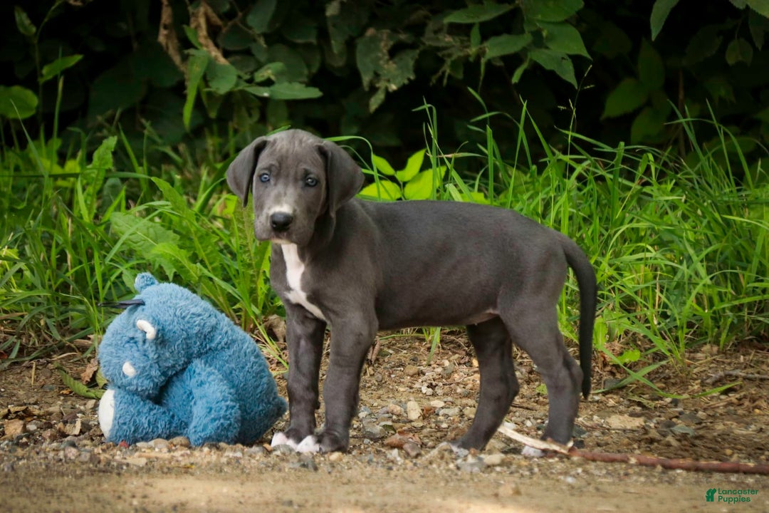 Great Dane dogs for sale: Lucy - Image 4