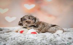 Cocker Spaniel dogs for sale: CoCo - Image 5