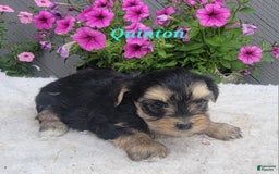 Morkie dogs for sale: Quinton - Image 1