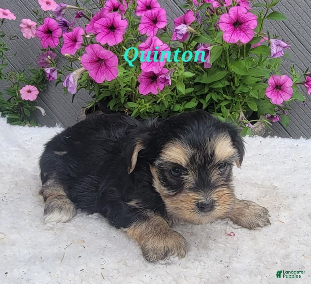 Morkie dogs for sale: Quinton - Image 1