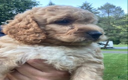 Labradoodle dogs for sale: Rusty - Image 7