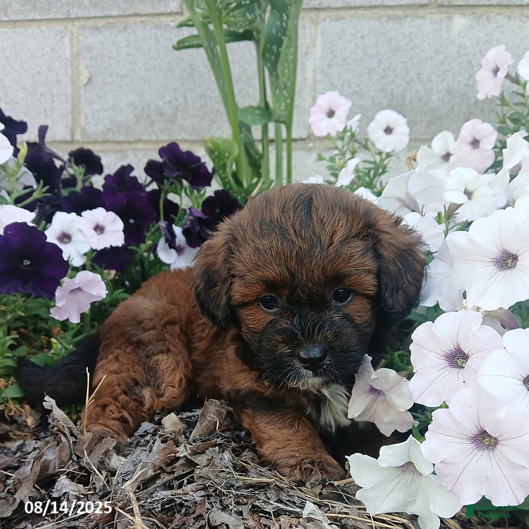Shihpoo dogs for sale: Parker - Image 4