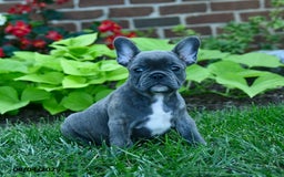 French Bulldog dogs for sale: Jozzy - Image 3