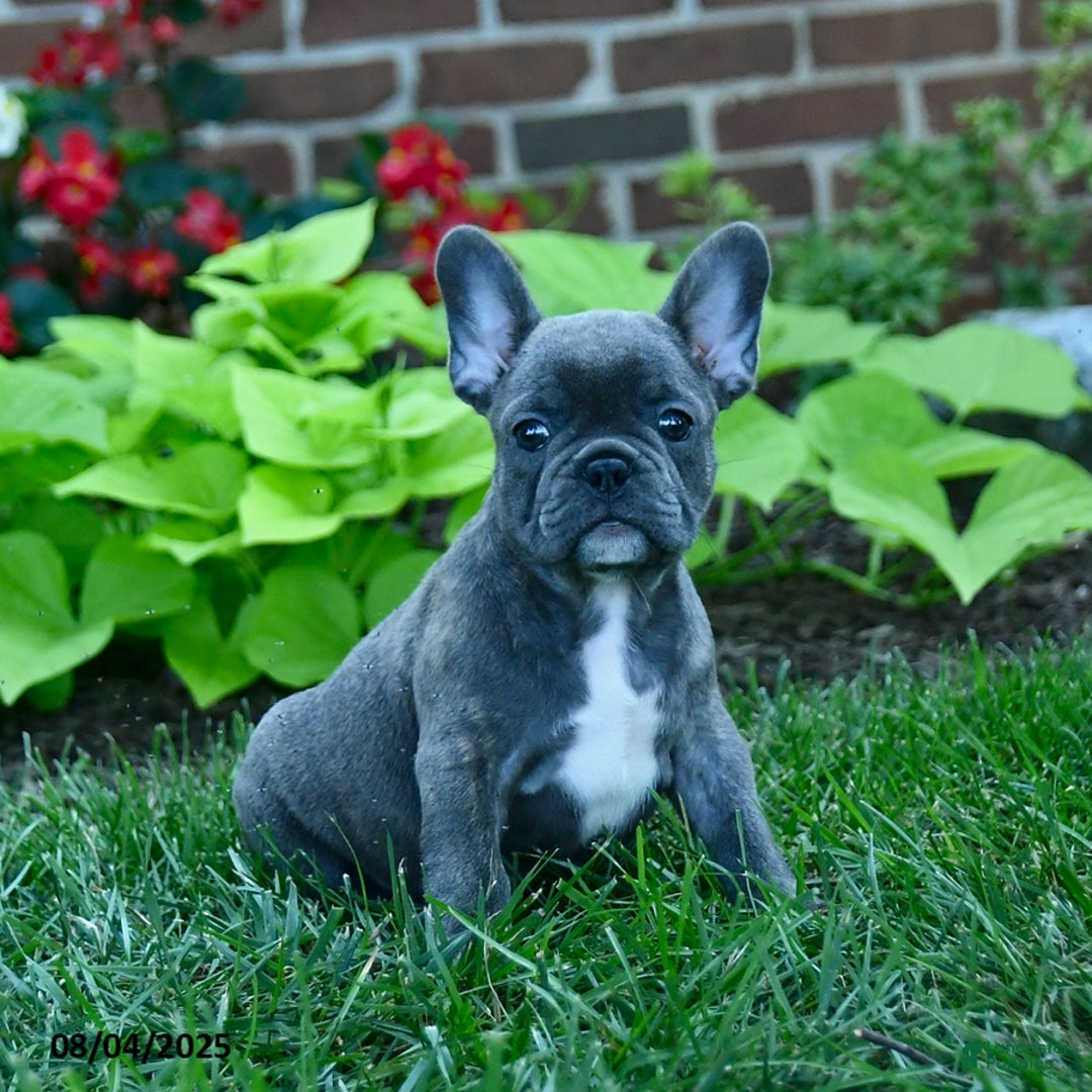 French Bulldog dogs for sale: Jozzy - Image 3