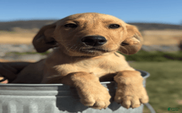 Labrador Retriever dogs for sale: Simba - Image 5