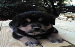 Bernese Mountain Dog dogs for sale: Bernese Mountain Dog 4 puppies - Image 2