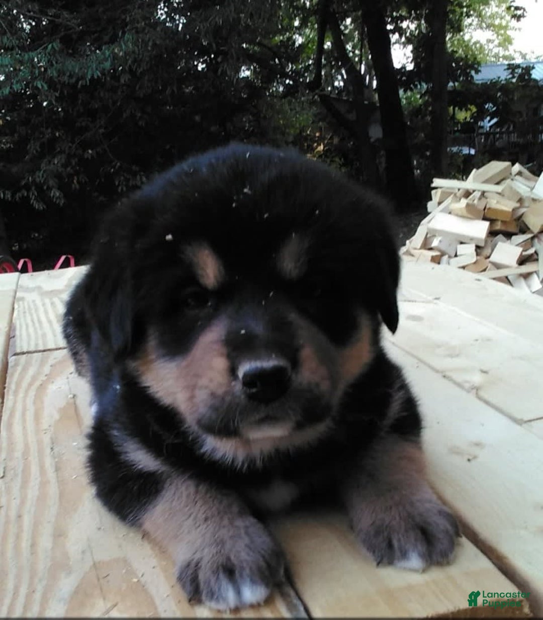 Bernese Mountain Dog dogs for sale: Bernese Mountain Dog 4 puppies - Image 2