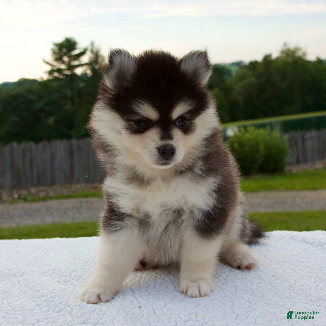 Pomsky dogs for sale: Lacey - Image 4