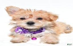Morkie dogs for sale: Rose Teacup - Image 4