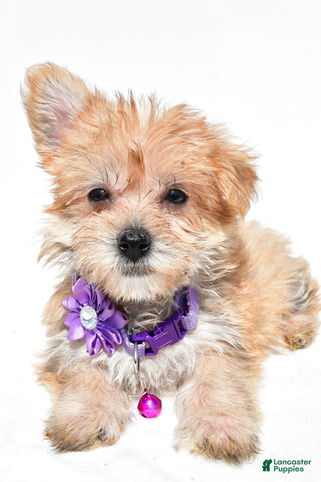 Morkie dogs for sale: Rose Teacup - Image 4