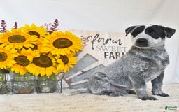 Australian Cattle Dog dogs for sale: Bandit - Image 3