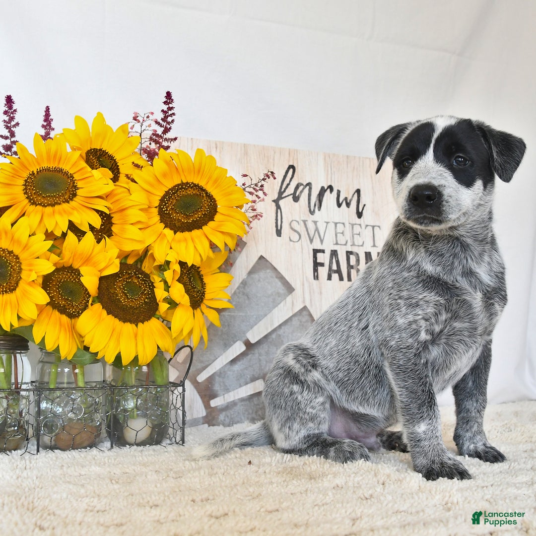 Australian Cattle Dog dogs for sale: Bandit - Image 3