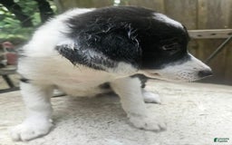 Border Collie dogs for sale: Ellie - Image 6