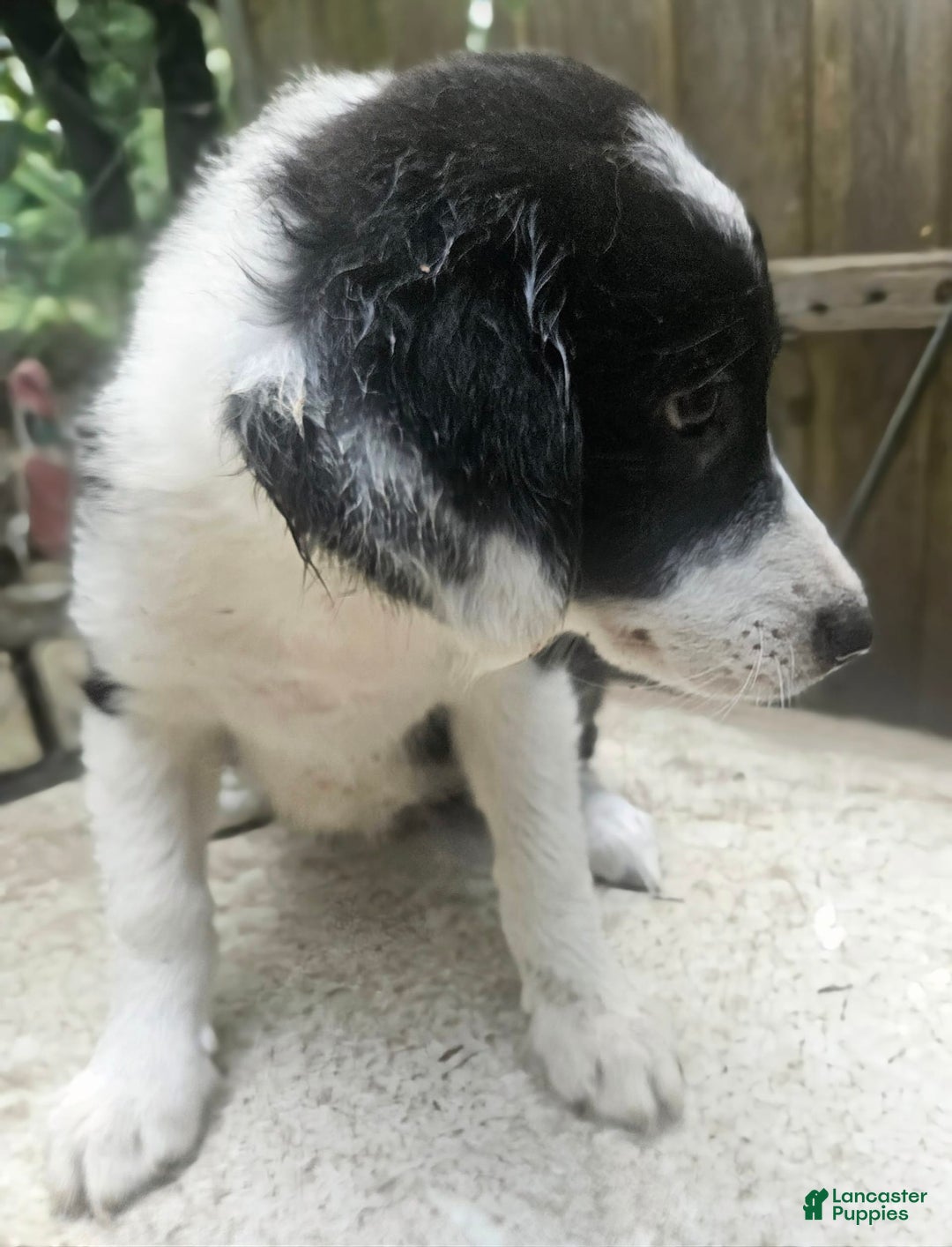 Border Collie dogs for sale: Ellie - Image 6