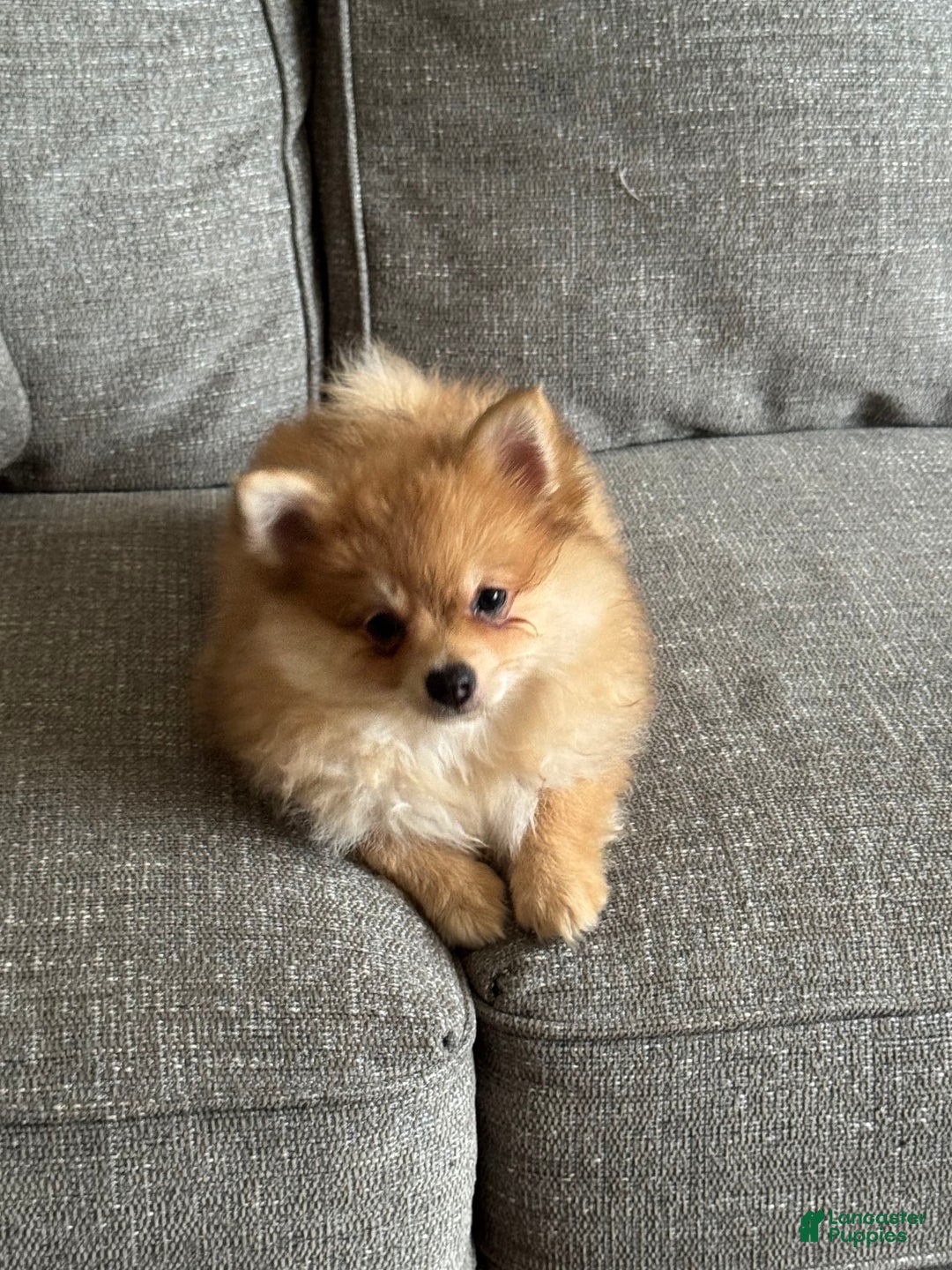 Pomeranian dogs for sale: Jill - Image 3